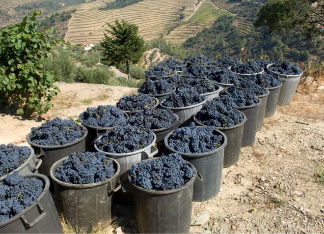 douro valley harvest season